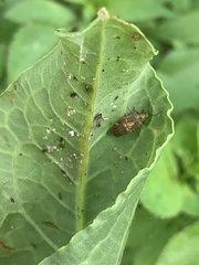 Galerucella grisescens