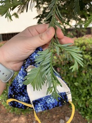 Sequoia sempervirens