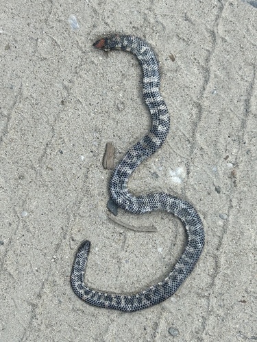 Cylindrophis ruffus observed 2026-07-31