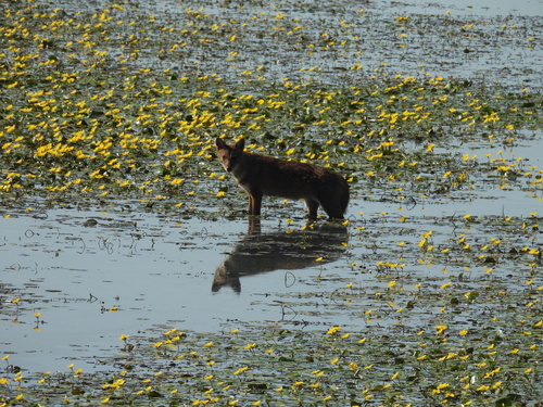 Golden Jackal