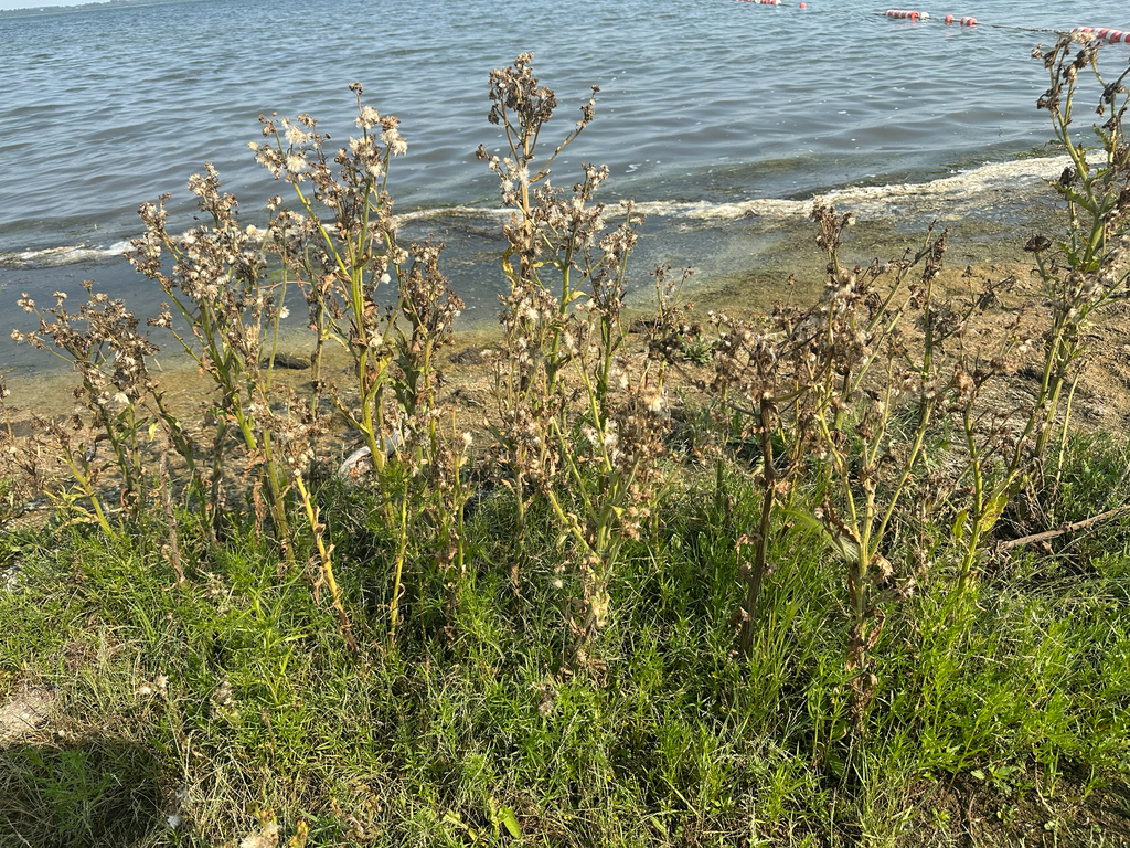 Tephroseris palustris; photograph author not stated, no rights reserved