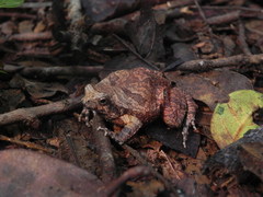 Physalaemus nattereri