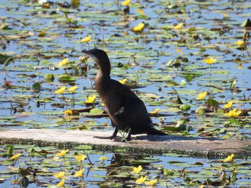 Pygmy Cormorant