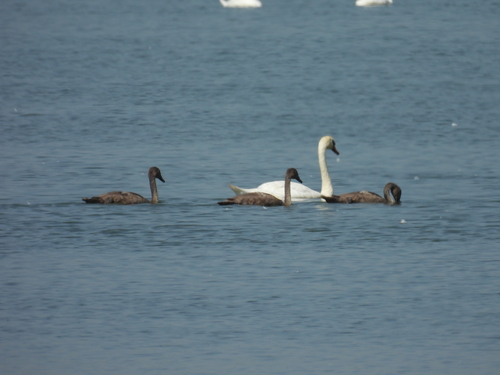 Mute Swan