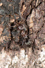 Iridomyrmex rufoniger
