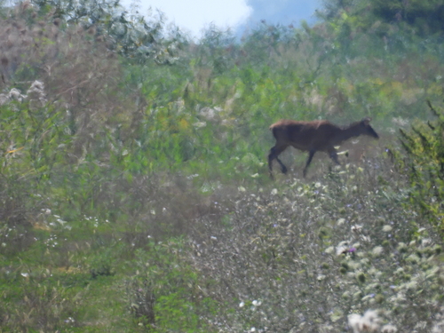 Red Deer