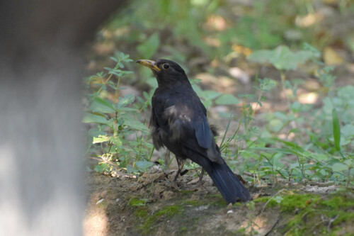 Chinese Blackbird