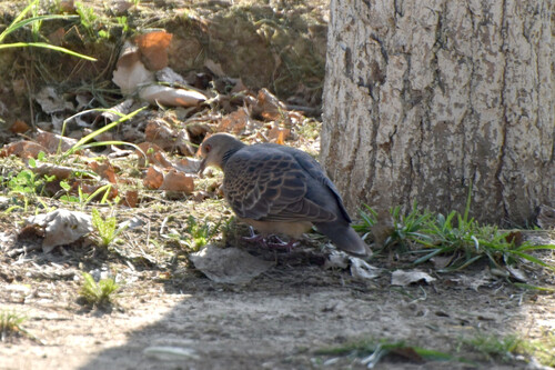 Oriental Turtle-Dove