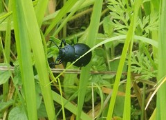 Timarcha tenebricosa