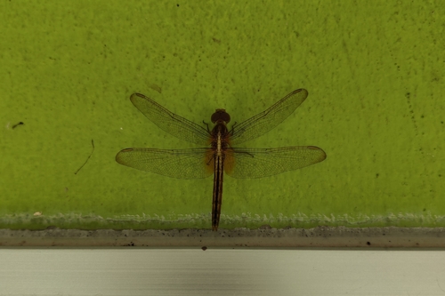 Scarlet Skimmer
