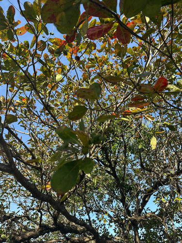 Terminalia muelleri observed 2026-07-31