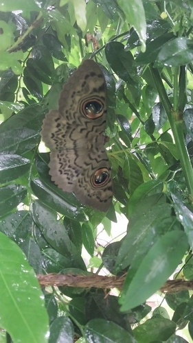 Common Owl Moth