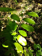 Eupomatia laurina