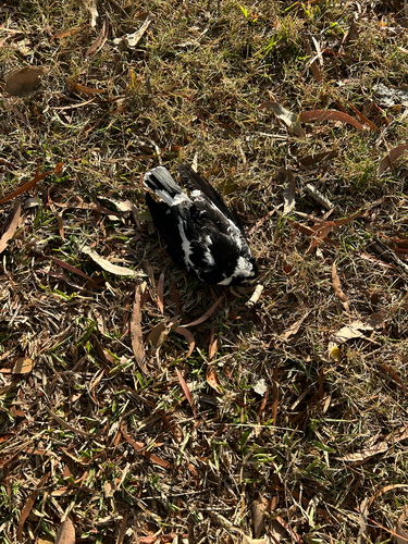 Magpie-lark