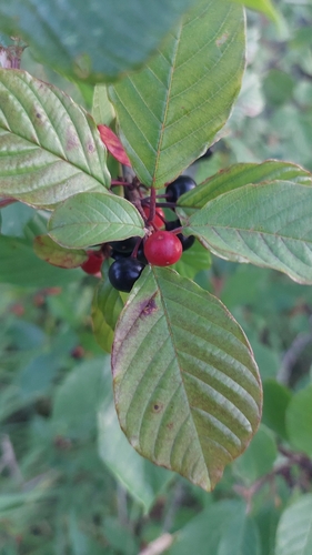 alder buckthorn