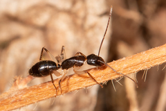 Camponotus elegans