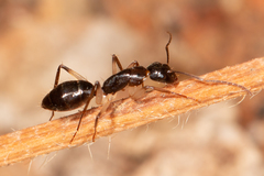 Camponotus elegans