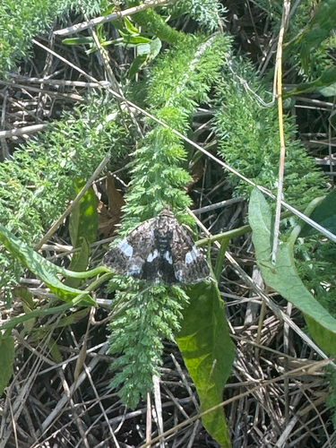 Four-spotted Moth
