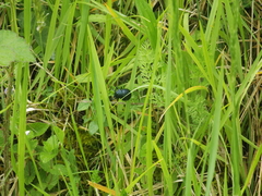 Timarcha tenebricosa