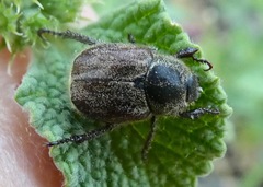 Hoplia