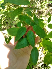 Smilax glyciphylla