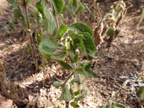 Ageratum conyzoides observed 2026-07-30