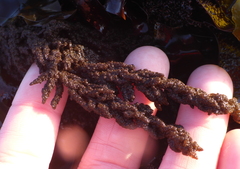 Callithamnion pikeanum