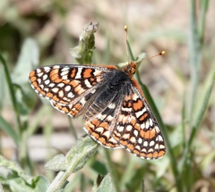 Euphydryas editha augustina