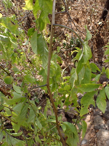 Solanum seaforthianum observed 2026-07-30