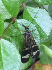 Panorpa japonica