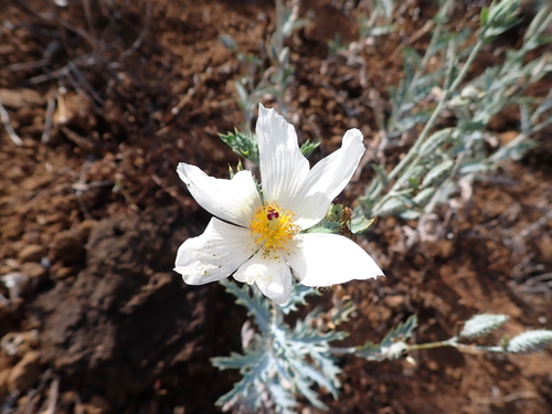 Argemone glauca observed 2026-07-30