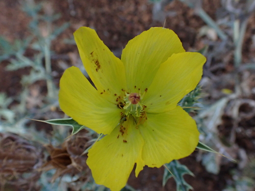Argemone mexicana, 2026-07-30