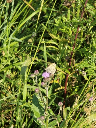 Wall Brown