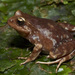 Miguel's Ground Frog - Photo (c) Felipe Rabanal, some rights reserved (CC BY-NC), uploaded by Felipe Rabanal