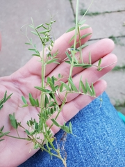 Vicia tetrasperma