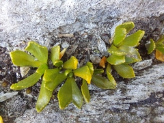 Primula glutinosa