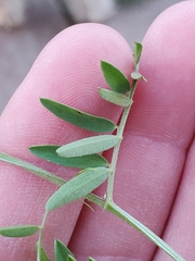 Vicia tetrasperma
