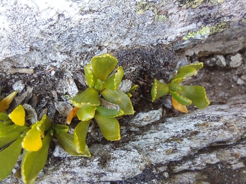 Primula glutinosa, photograph 1