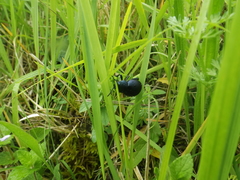 Timarcha tenebricosa