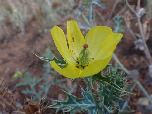 Argemone mexicana, 2026-07-30