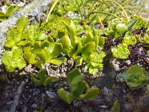 Primula glutinosa, photograph 2