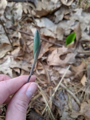 Polygonatum pubescens