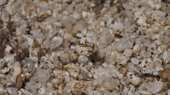 Nemacladus breviflorus