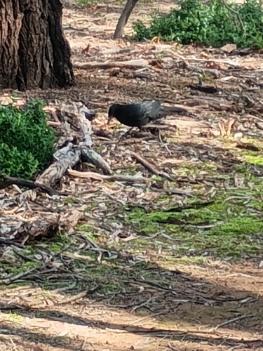 White-winged Chough