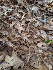 Polygonatum pubescens