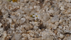 Nemacladus breviflorus