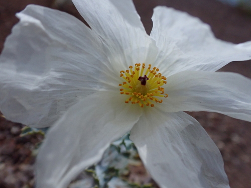 Argemone glauca observed 2026-07-30