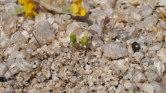 Nemacladus breviflorus