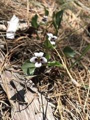 Viola cuneata