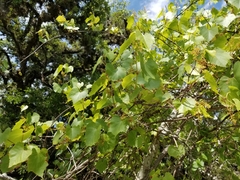 Vitis berlandieri